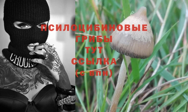 гашик Алексин